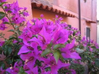 Bougainvillea
