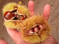 Chestnuts