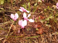 Cyclamen
